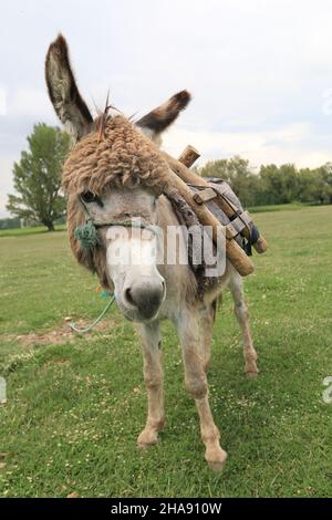 Ein schöner Esel, Esel mit lockigen Haaren trägt einen Holzsattel. Er steht auf dem Gras und vor den Bäumen. Es gibt einen bewölkten und blauen Himmel. Stockfoto