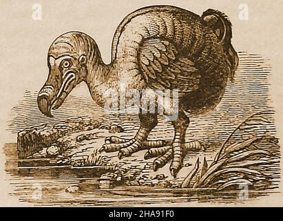 Ein Stich aus dem 19th. Jahrhundert eines ausgestorbenen und flugunfreien Dodo-Vogels. Der Dodo (Raphus cucullatus) war ein Vogel, der ausschließlich auf der Insel Mauritius (Indischer Ozean) lebte. Ihr engster genetischer Verwandter war der Rodrigues Solitaire (heute auch ausgestorben), der auf der nahe gelegenen Insel Rodrigues lebte. Die erste Erwähnung des Dodo wurde 1598 von holländischen Matrosen aufgezeichnet. Der einst reichlich vorhandene Vogel und sein einziges Ei waren offensichtlich gut verspeist, was dazu führte, dass er von aufeinander folgenden Gruppen von besuchenden Seeleuten gejagt wurde, was kurz nach 1662, als er zuletzt gesichtet wurde, zu seinem Aussterben führte. Stockfoto