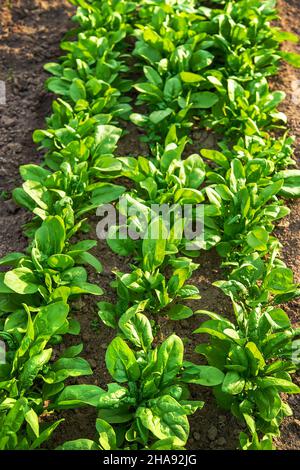 Spinat wächst im Garten. Selektiver Fokus. Natur. Stockfoto