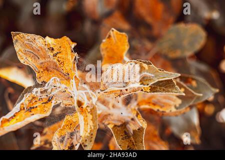 Eine Gruppe von Moth-Raupen auf trockenen Blättern Stockfoto