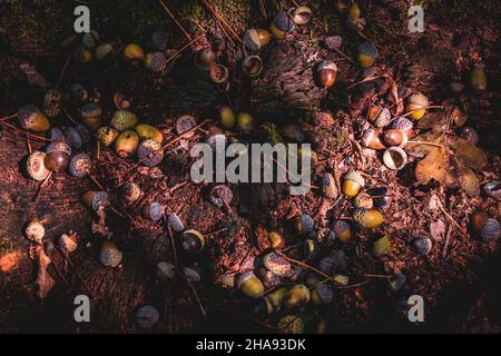 acorn liegt auf dem Moos des Herbstwaldes Stockfoto