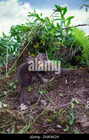 American Pine Marten (Martes americana) sitzt neben Log und Brush Summer - Gefangenes Tier Stockfoto