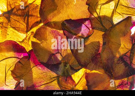 Gepresste und getrocknete zarte rosa Blütenblätter von Rosenblüten Stockfoto