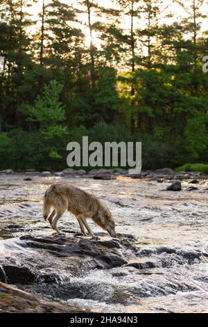 Grauer Wolf (Canis lupus) rast zu Stromschnellen, während die Sonne hinter Bäumen aufgeht Sommer - Gefangenes Tier Stockfoto