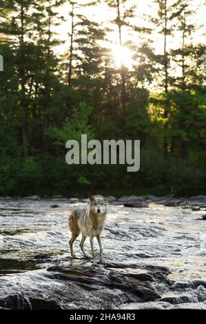 Grauer Wolf (Canis lupus) blickt aus Stromschnellen, während die Sonne hinter Bäumen aufgeht Sommer - Gefangenes Tier Stockfoto