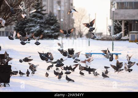 Eine Taubenschar fliegt und sitzt auf dem Schnee. Stockfoto