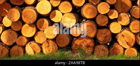 Ein Ort der frischen Entwaldung. Lange Kiefernstämme liegen auf dem Boden im Wald. Stockfoto