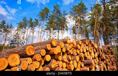 Ein Ort der frischen Entwaldung. Lange Kiefernstämme liegen auf dem Boden im Wald. Stockfoto