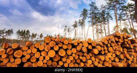 Ein Ort der frischen Entwaldung. Lange Kiefernstämme liegen auf dem Boden im Wald. Stockfoto