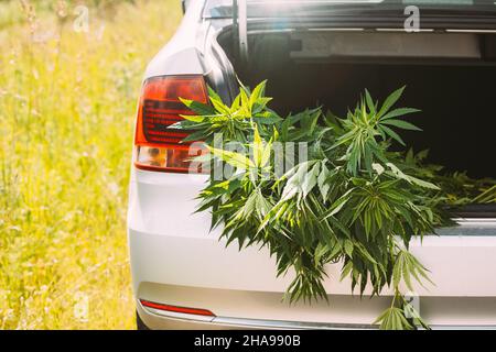 Legaler Grüner Marihuana-Cannabis Verlässt Den Offenen Kofferraum. Farm Im Sommertag, Schöner Cannabis Hintergrund. Kultivierungshintergrund. Marihuana Stockfoto