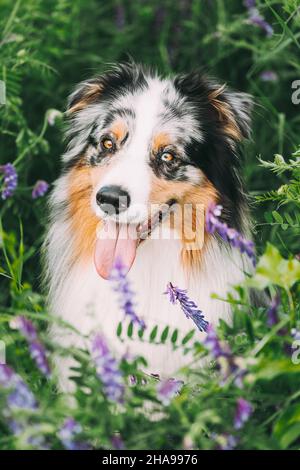 Lustige Rot Und Weiß Australischen Schäferhund Sitzt Im Grünen Gras Mit Lila Blühenden Blumen. Aussie ist EINE mittelgroße Hunderasse, die es war Stockfoto