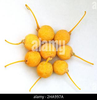 Die Früchte des Ginkgo-Baumes, gelb und reif auf weißem Grund. Draufsicht. Stockfoto