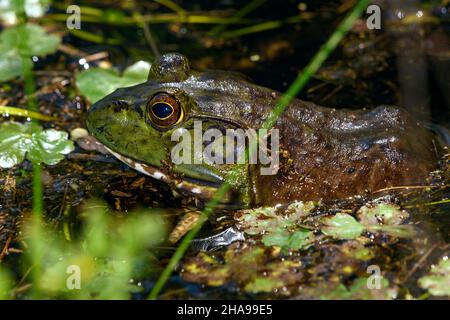 Amerikanischer Bullfrog (Lithobates catesbeianus), in Sumpf, wartet auf Beute Stockfoto