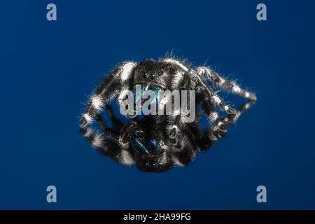 Männlicher, kühner Spinnenspinne - Phidippus audax - auf blauem Hintergrund. Nahaufnahme-Makro Stockfoto