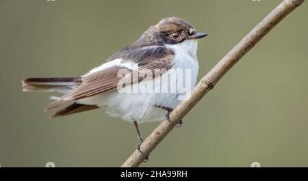 Ficedula hypoleuca sitzt auf einem Ast eines kleinen Vogels der Fliegenfängerfamilie Stockfoto