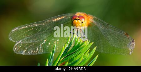 Eine große orangefarbene Libelle sitzt auf einem grünen Ast. Makro-selektiver Fokus. Stockfoto