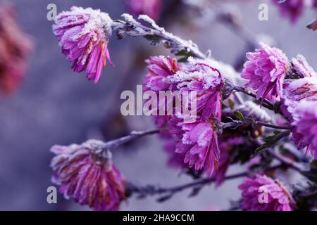Der erste Herbst frostet. Lila Chrysanthemenblumen sind mit Schnee, Eis und Frost bedeckt. Selektiver Fokus. Stockfoto