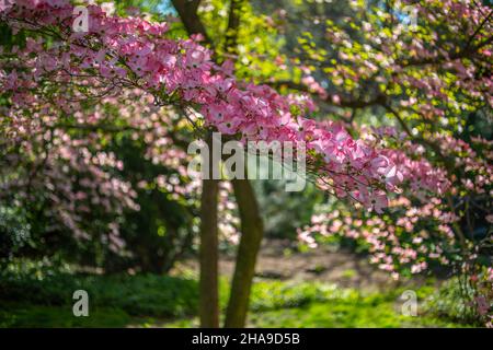 Malus coronaria, auch bekannt unter den Namen süße Krabbe oder Girlandabstreibe, ist eine nordamerikanische Malus-, Krabbenart Stockfoto