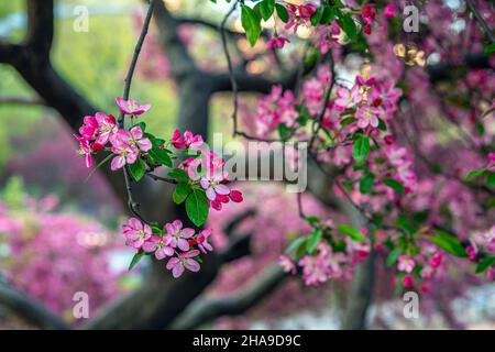 Malus coronaria, auch bekannt unter den Namen süße Krabbe oder Girlandabstreibe, ist eine nordamerikanische Malus-, Krabbenart Stockfoto