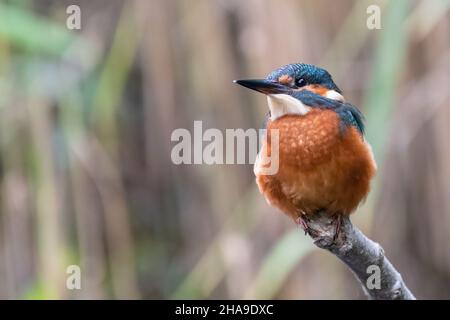Gewöhnlicher Eisvögel (Alcedo atthis), der auf einem Ast thront, wunderschöner britischer Vogel Stockfoto