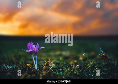 Makroaufnahme mit lila rosa Blüten. Wunderschöne Landschaft mit grünem Gras und atemberaubenden Sonnenuntergang Himmel mit Wolken. Hochwertige Fotos Stockfoto