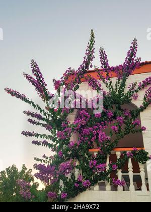 ivy in Blüte auf dem Haus und Terrasse. Kleine rosa und lila Blüten. Stockfoto