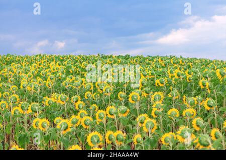 Feld der Sonnenblumen im Sommer . Landwirtschaftliche Plantage in Blüte Stockfoto