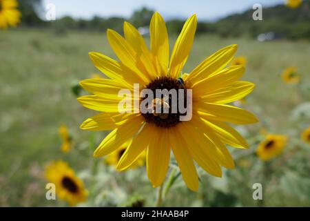 Honigbiene bestäubt Sonnenblume an sonnigen Tag Stockfoto