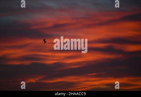 Istanbul, Türkei. 11th Dez 2021. Ein Vogel fliegt über die Bosporus-Straße in Istanbul, Türkei, 11. Dezember 2021. Quelle: Shadati/Xinhua/Alamy Live News Stockfoto