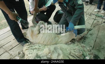 Männer 57309 Schafe scheren an landwirtschaftliche zeigen im Wettbewerb. Der Prozess, durch den die Wolle Fleece eines Schafes ist abgeschnitten. Elektrische professionelle Schafe ma Stockfoto