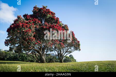 Die Pohutukawa-Bäume blühen in Milford Beach, Auckland. Neuseeländischer Weihnachtsbaum. Stockfoto