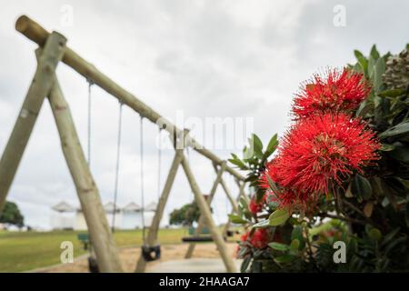 Pohutukawa Baum in voller Blüte im Sommer auf Milford Beach Spielplatz. Neuseeländischer Weihnachtsbaum. Stockfoto