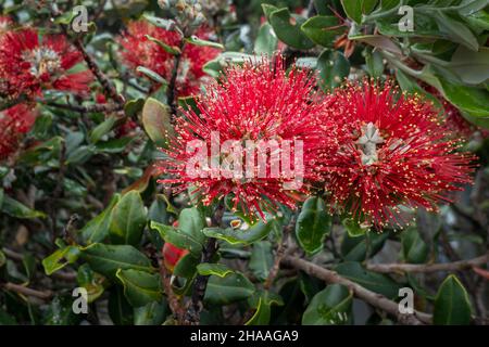 Pohutukawa Baum in voller Blüte im Regen. Neuseeländischer Weihnachtsbaum. Stockfoto