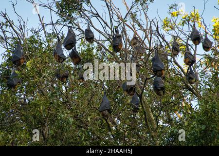 Grauhaarige fliegende Füchse, die tagsüber an Ästen in einem Baum mit blauem Himmel hängen Stockfoto