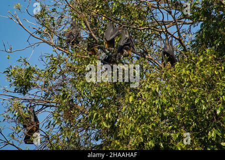 Grauhaarige fliegende Füchse, die tagsüber an Ästen in einem Baum mit blauem Himmel hängen Stockfoto