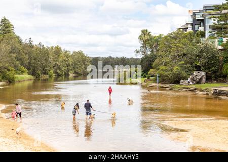 Manly Lagoon in Sydney eine verschmutzte Wasserfläche zwischen Manly Beach und Queenscliff, in der Tierbesitzer ihre Hunde in der Lagune, Sydney, Australien, ausmergen Stockfoto