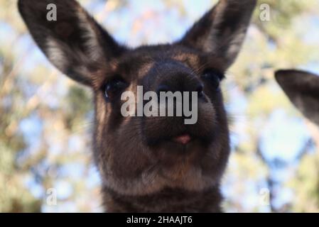 Nahaufnahme eines grauen Kängurus, das seine Zunge in Westaustralien herausstreckt Stockfoto