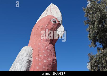 The Big GALAH in Kimba, Südaustralien Stockfoto