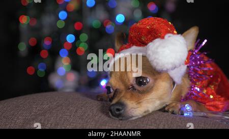 Der Toy Terrier ist ein gelbes New Year's Hund. Ein lustiger Hund in einem Weihnachten Cap liegt und sieht sich um. Er schläft ein und wacht auf. Ein Hintergrund der Pelz - Stockfoto