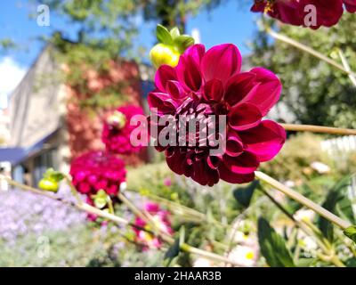 Single, kastanienfarben, Garten Dahlia, oder Dahlia pinnata, auf einem verschwommenen Hintergrund aus grünen Blättern und Gras -01 Stockfoto