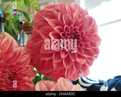 Geschnittene, rosa gefärbte Garten-Dahlien, in verschiedenen Schattierungen auf einem unscharfen Innenhintergrund -03 Stockfoto