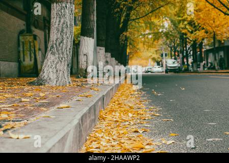 Gefallene Ginkgo-Blätter verstreut auf der Seite der Straße im Herbst Stockfoto