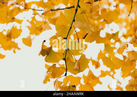 Nahaufnahme des Herbstlichts, das durch goldgelbe Ginkgo-Blätter auf einem Ginkgo-Biloba-Baum filtert Stockfoto