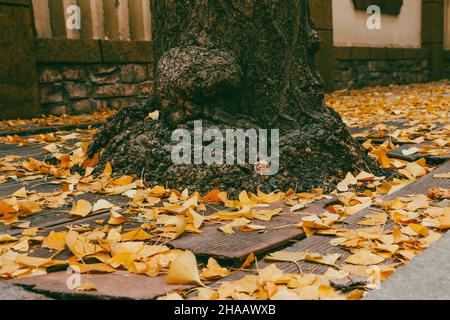 Gefallene Ginkgo biloba-Blätter, die im Herbst vom unteren Stamm eines Ginkgo-Baumes verstreut werden Stockfoto