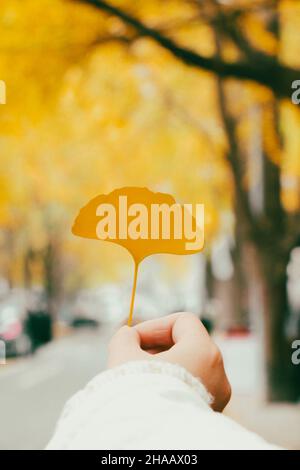 Eine Hand, die ein goldenes Ginkgo-Blatt hält, wobei die Straße im Hintergrund unscharf, aber voller Ginkgo-Bäume ist Stockfoto