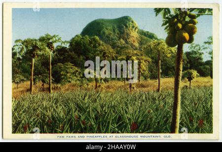 Postkarte mit einer historischen Szene von Pfoten und Ananas, die auf einer Farm in Sichtweite der Glasshouse Mountains, Queensland, um 1930 wächst Stockfoto