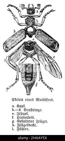 Cockchafer, Melolontha melolontha, anonym (Biologiebuch, 1896), Maikäfer, Skelett Stockfoto