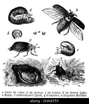 Cockchafer, Melolontha melolontha, anonym (Biologiebuch, 1898), Maikäfer: Entwicklung Stockfoto