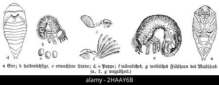 Cockchafer, Melolontha melolontha, anonym (Biologiebuch, 1880), Maikäfer: Eier, Puppe, Larve Stockfoto