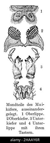 Schabe, Melolontha melolontha, anonym (Zoologiebuch, 1928), Stockfoto